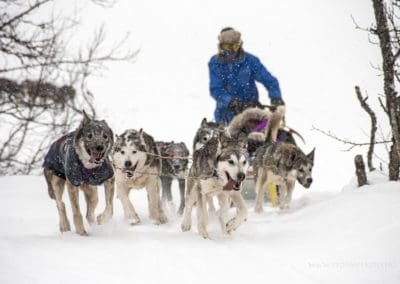 Hundekjøring | Venabu Fjellhotell og Hytter | Foto: Olav Storm
