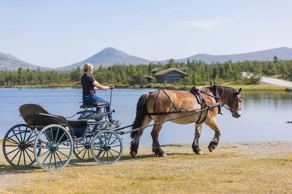 Skyss med hest og vogn | Bryllup på Venabygdsfjellet | Venabustallen