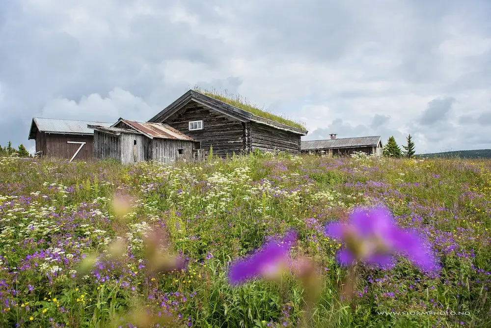 Summer farm buildings and a grassy meadow with flowers