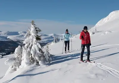 Two women ski offtrack past a snowy tree